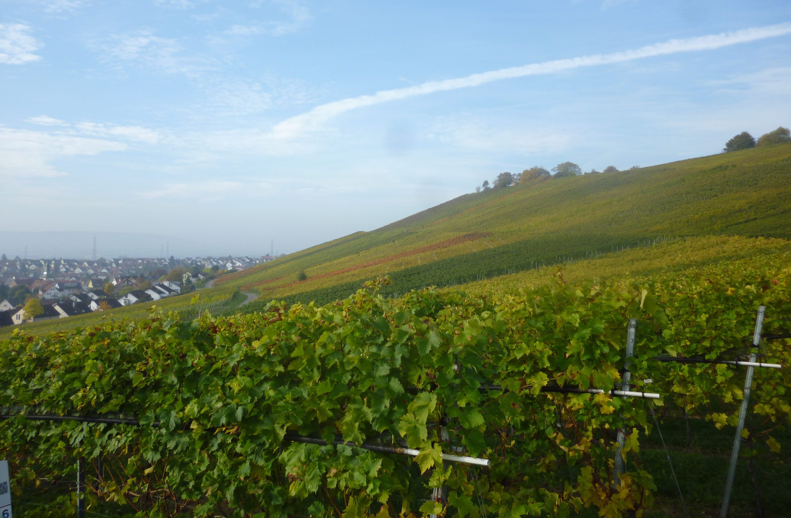 Brennerei Familie FRECH Destillate & Weine 