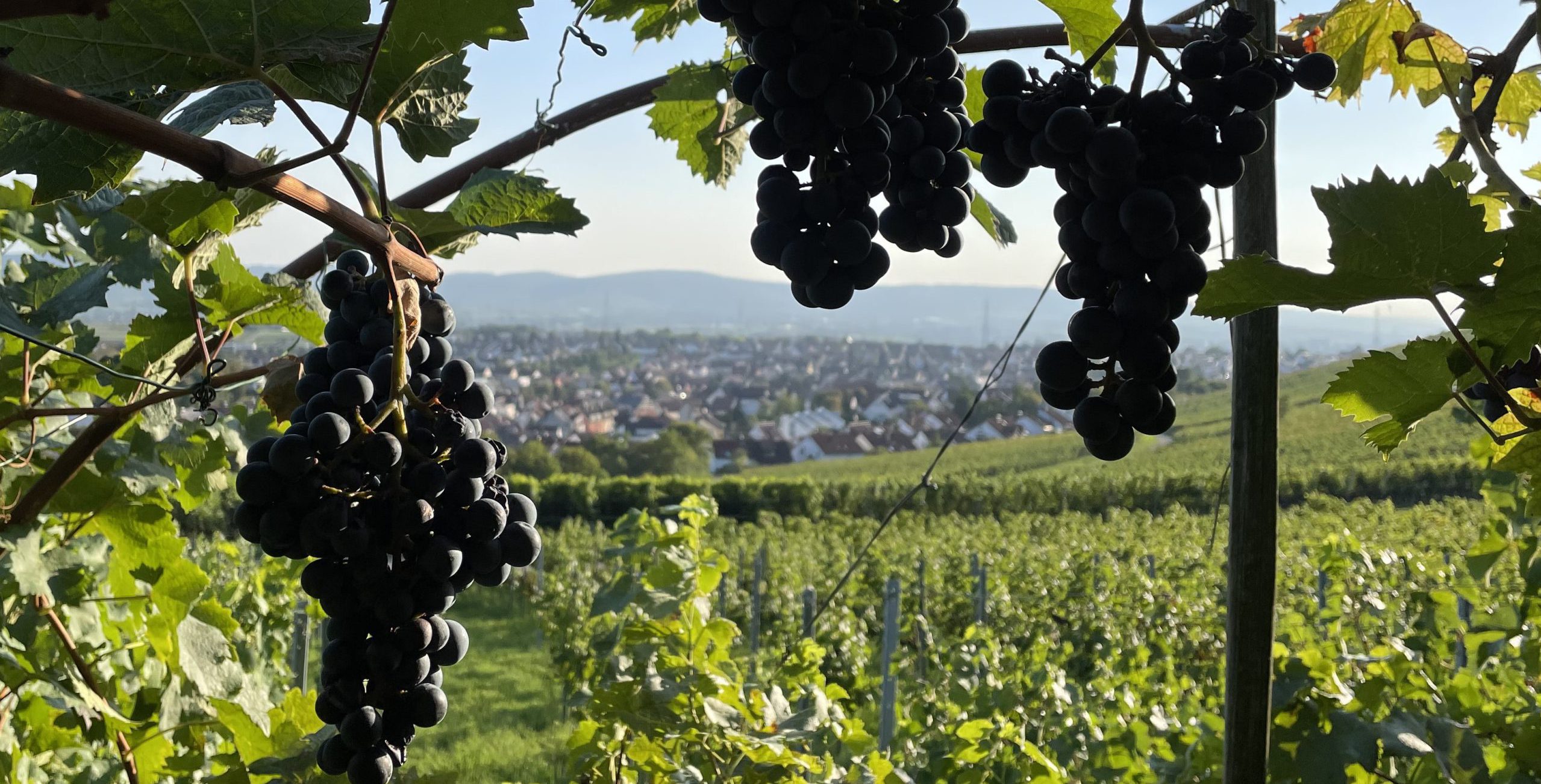 Brennerei Familie FRECH Destillate & Weine 